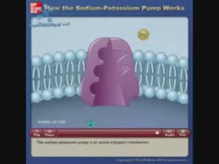 sodium-potassium channel