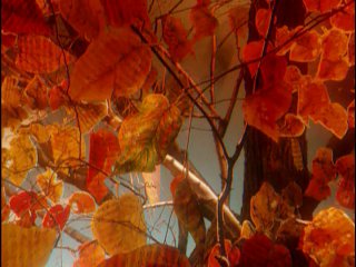 seasons. autumn - antonio vivaldi