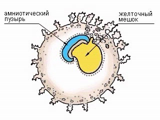 film development of the embryo