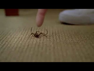 a particularly dangerous species of spiders. here's what he can do to a person