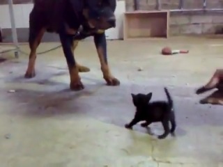 a dog named attack and a kitten named don't miss