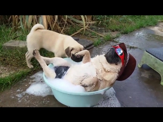 lucky pug