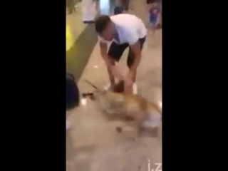 the dog meets the owner after a three-year separation