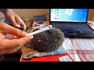 how to unroll a hedgehog