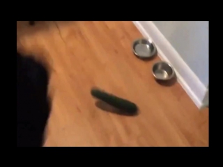 cats and scary cucumbers