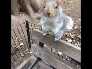 saucy rodent (vine)