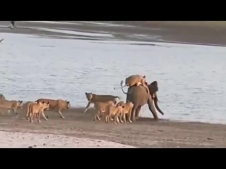 elephant against a pack of lions