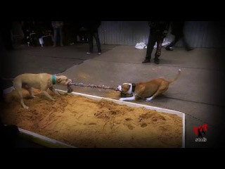 pit bulls and staff terriers are the best dogs in russia. video added