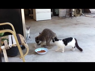 raccoon steals food from cats - the funniest thing is at the end :-)