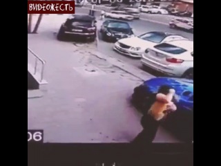 cat attacked dog xd(с) video
