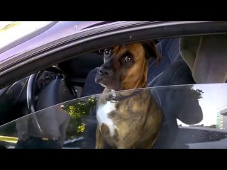 dog driving